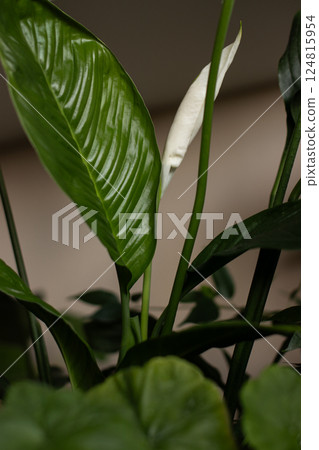 Close-up of a peace lily with green leaves and a white bud. Indoor houseplant symbolizing tranquility, purity 124815954