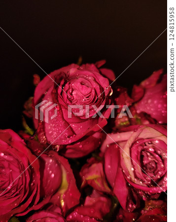 wet red roses romance and love, perfect for valentine's day celebrations copy space mobile wallpapper 124815958