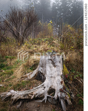 Old tree stump surrounded by fog in a forest clearing in chamonix, france Old tree stump surrounded by fog in a forest clearing in chamonix, france 124815960