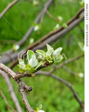 Young spring leaves on branch. Common quince. Cydonia Oblonga in early spring. Close-up. 124815966