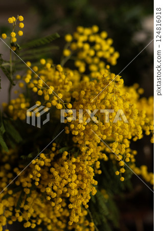 Bright yellow mimosa flowers in full bloom. Soft, fluffy blossoms cover the branches 124816018