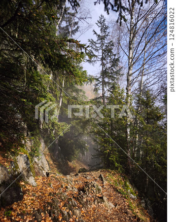 Misty autumn fog drifting through alpine conifer forest near chamonix, blanketing rocky mountain hiking trail 124816022