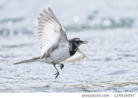 A Japanese Wagtail hunting while flying 124816097