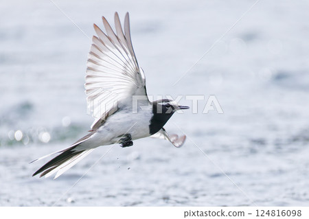 A Japanese Wagtail flying around the water 124816098