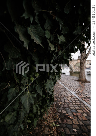 Ivy covering wall near cobblestone path in prague with charles bridge in background on Kampa 124816133