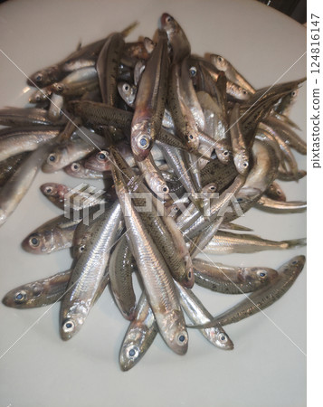 Pile of small, freshly caught fish displayed on a white plate, showcasing the local seafood of bibione, italy in july Pile of small, freshly caught fish displayed on a white plate, showcasing the local seafood of bibione, italy in july 124816147