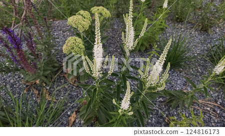 White culver's root blooming in prague garden during summer 124816173