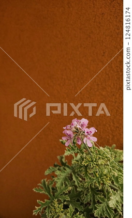 Scented geranium blooming near orange wall on balcony in prague, czechia 124816174