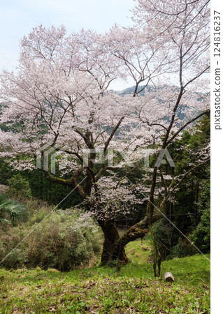 Sakonzakura in Mukohata Sakonzakura in Mukohata 124816237