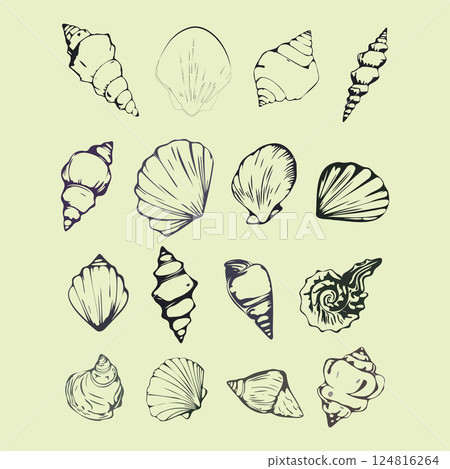 A set of seashells are drawn in black and white A set of seashells are drawn in black and white 124816264