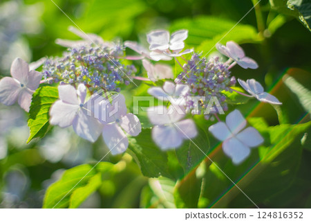 light purple hydrangea flower 124816352