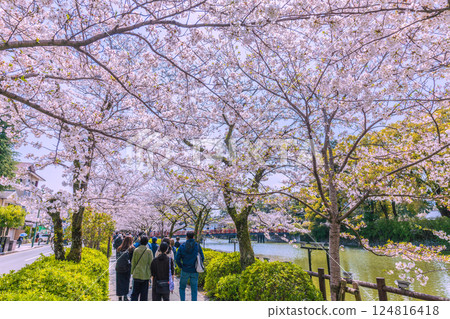 Odawara cityscape in Japan: Odawara Castle ruins bustling with inbound tourists. Cherry blossoms in full bloom, foreign tourists flocking in one after another = 8th 124816418