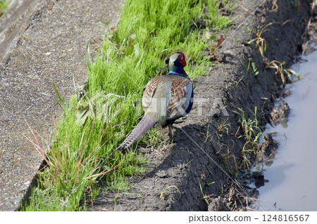 雉雞/日本 雉雞/日本 124816567