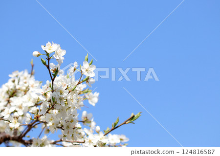 春天，藍天上盛開的四季鮮花 124816587