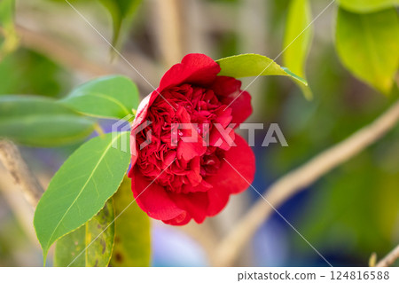 Large double-flowered camellias blooming in spring Large double-flowered camellias blooming in spring 124816588