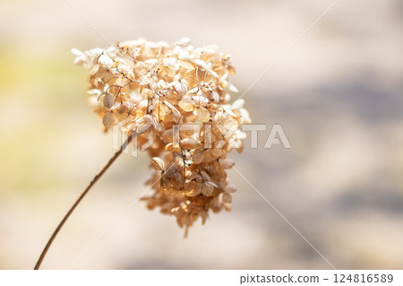 Withered hydrangea in spring Withered hydrangea in spring 124816589