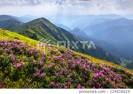 Lush green peaks and vibrant pink rhododendron flowers 124816829