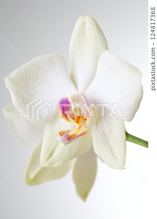 White Orchid closeup White Orchid closeup 124817368