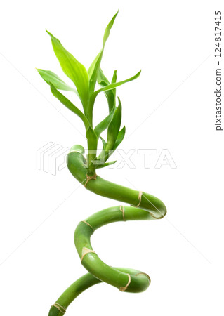 lucky bamboo on white lucky bamboo on white 124817415