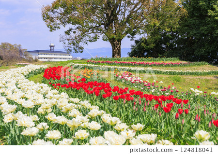 Umami Hill Park: Cherry blossoms, tulips and spring flowers in full bloom Umami Hill Park: Cherry blossoms, tulips and spring flowers in full bloom 124818041