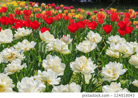 Umami Hill Park: Cherry blossoms, tulips and spring flowers in full bloom Umami Hill Park: Cherry blossoms, tulips and spring flowers in full bloom 124818043