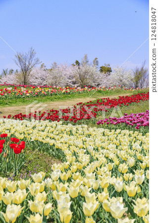 Umami Hill Park: Cherry blossoms, tulips and spring flowers in full bloom 124818047