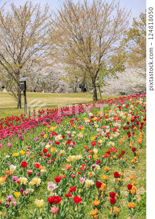 鮮味山公園:櫻花、鬱金香、春暖花開 鮮味山公園:櫻花、鬱金香、春暖花開 124818050