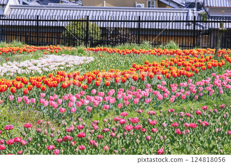 鮮味山公園:櫻花、鬱金香、春暖花開 鮮味山公園:櫻花、鬱金香、春暖花開 124818056