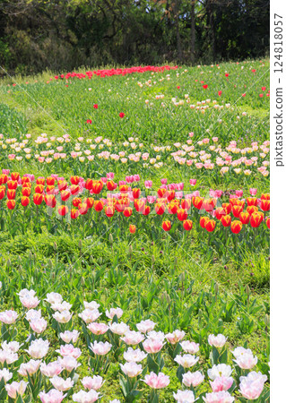 鮮味山公園:櫻花、鬱金香、春暖花開 鮮味山公園:櫻花、鬱金香、春暖花開 124818057