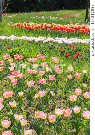 Umami Hill Park: Cherry blossoms, tulips and spring flowers in full bloom Umami Hill Park: Cherry blossoms, tulips and spring flowers in full bloom 124818058