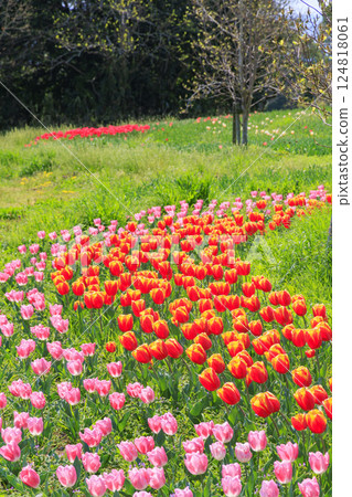 Umami Hill Park: Cherry blossoms, tulips and spring flowers in full bloom 124818061