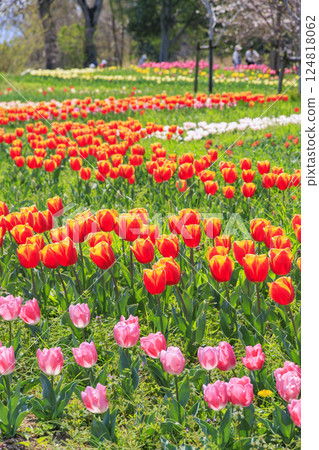 Umami Hill Park: Cherry blossoms, tulips and spring flowers in full bloom 124818062