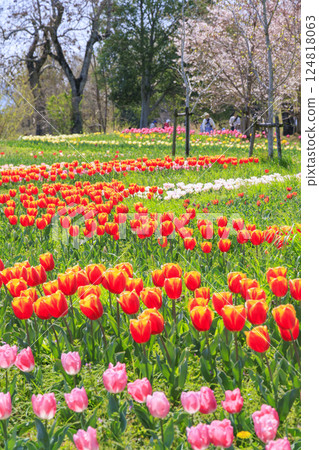 Umami Hill Park: Cherry blossoms, tulips and spring flowers in full bloom 124818063