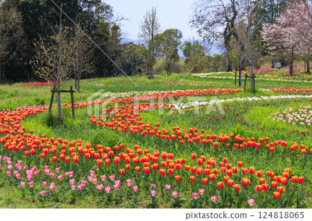 鮮味山公園：櫻花、鬱金香、春暖花開 124818065