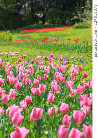 Umami Hill Park: Cherry blossoms, tulips and spring flowers in full bloom Umami Hill Park: Cherry blossoms, tulips and spring flowers in full bloom 124818078