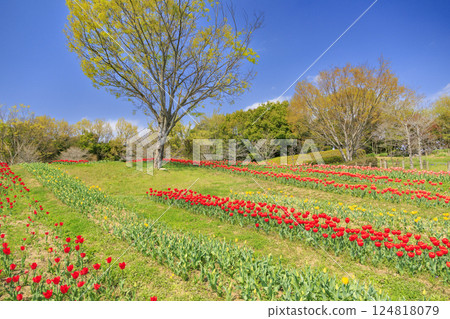 Umami Hill Park: Cherry blossoms, tulips and spring flowers in full bloom 124818079