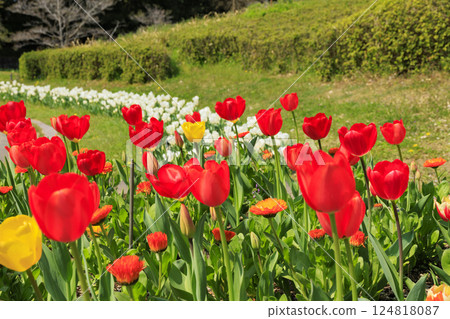 Umami Hill Park: Cherry blossoms, tulips and spring flowers in full bloom Umami Hill Park: Cherry blossoms, tulips and spring flowers in full bloom 124818087