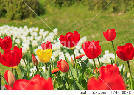 Umami Hill Park: Cherry blossoms, tulips and spring flowers in full bloom Umami Hill Park: Cherry blossoms, tulips and spring flowers in full bloom 124818088