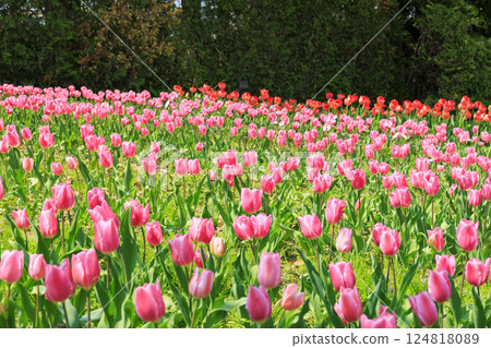 Umami Hill Park: Cherry blossoms, tulips and spring flowers in full bloom 124818089