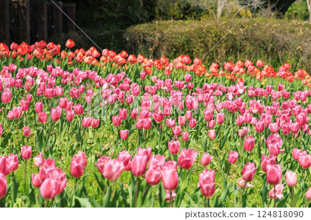 Umami Hill Park: Cherry blossoms, tulips and spring flowers in full bloom Umami Hill Park: Cherry blossoms, tulips and spring flowers in full bloom 124818090