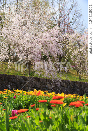 鮮味山公園：櫻花、鬱金香、春暖花開 124818091