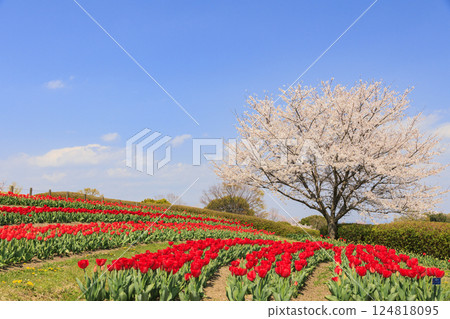 Umami Hill Park: Cherry blossoms, tulips and spring flowers in full bloom Umami Hill Park: Cherry blossoms, tulips and spring flowers in full bloom 124818095
