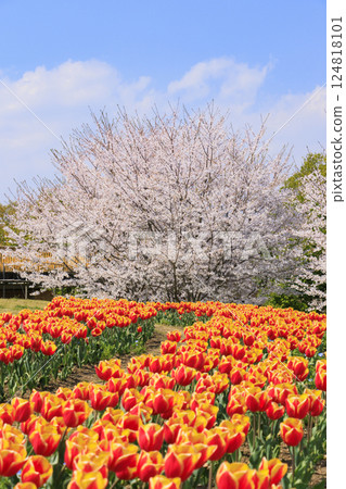 鮮味山公園：櫻花、鬱金香、春暖花開 124818101