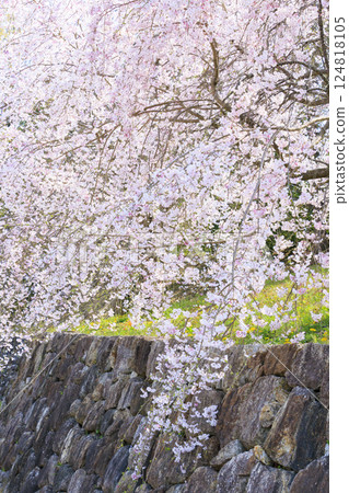 Umami Hill Park: Cherry blossoms, tulips and spring flowers in full bloom 124818105