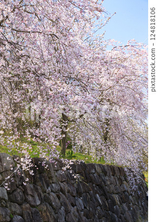 鮮味山公園:櫻花、鬱金香、春暖花開 鮮味山公園:櫻花、鬱金香、春暖花開 124818106