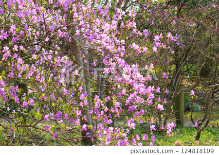 鮮味山公園:櫻花、鬱金香、春暖花開 鮮味山公園:櫻花、鬱金香、春暖花開 124818109
