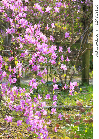 鮮味山公園:櫻花、鬱金香、春暖花開 鮮味山公園:櫻花、鬱金香、春暖花開 124818110