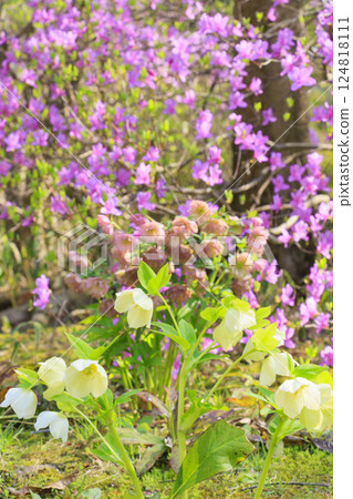 鮮味山公園:櫻花、鬱金香、春暖花開 鮮味山公園:櫻花、鬱金香、春暖花開 124818111