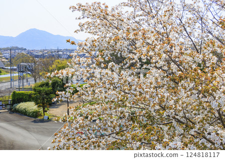 Umami Hill Park: Cherry blossoms, tulips and spring flowers in full bloom Umami Hill Park: Cherry blossoms, tulips and spring flowers in full bloom 124818117