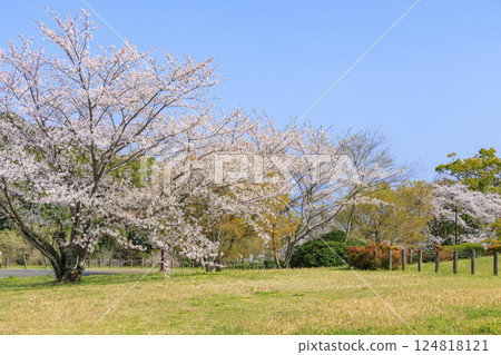 Umami Hill Park: Cherry blossoms, tulips and spring flowers in full bloom 124818121